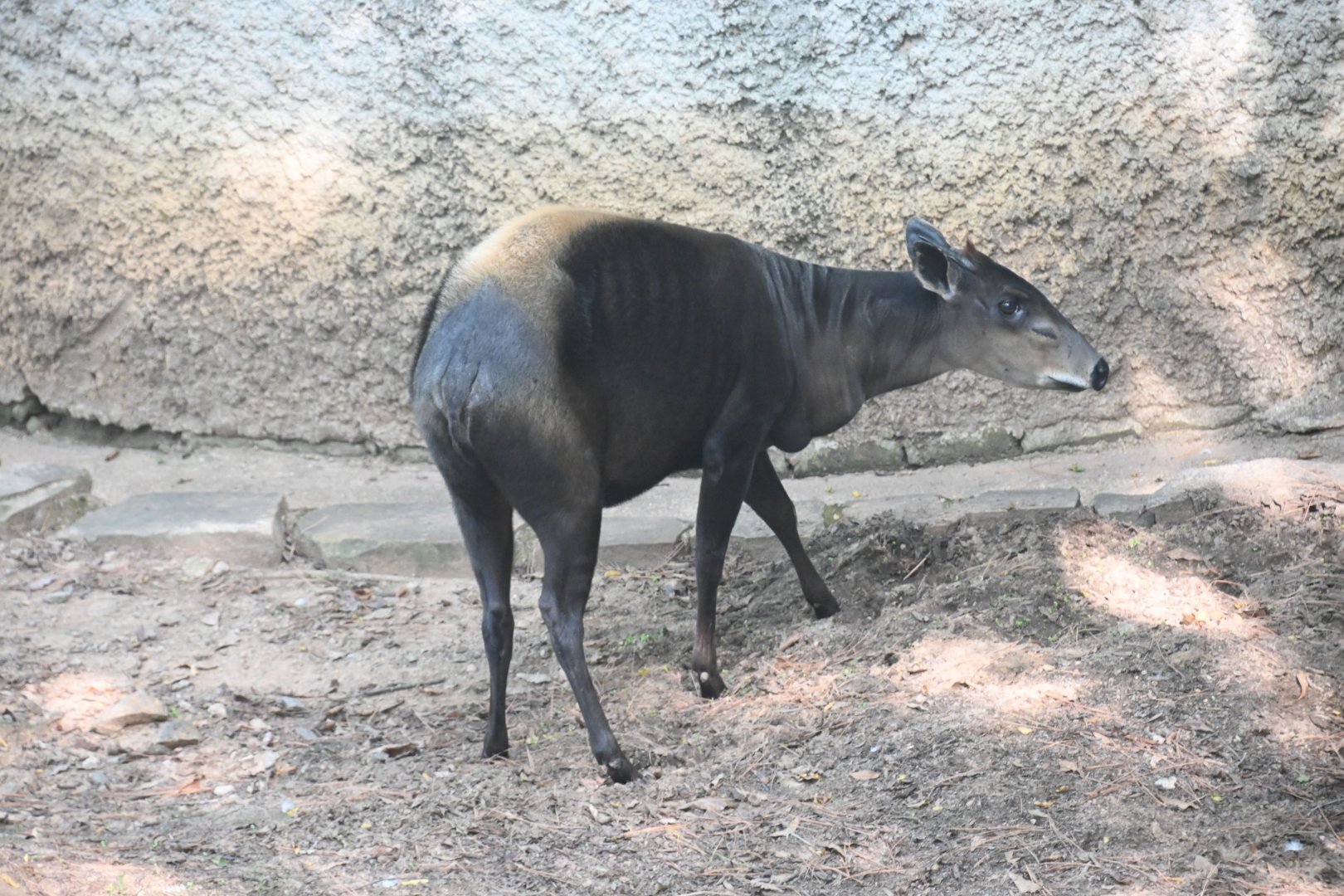 Yellow-backed duiker (Cephalophus silvicultor)