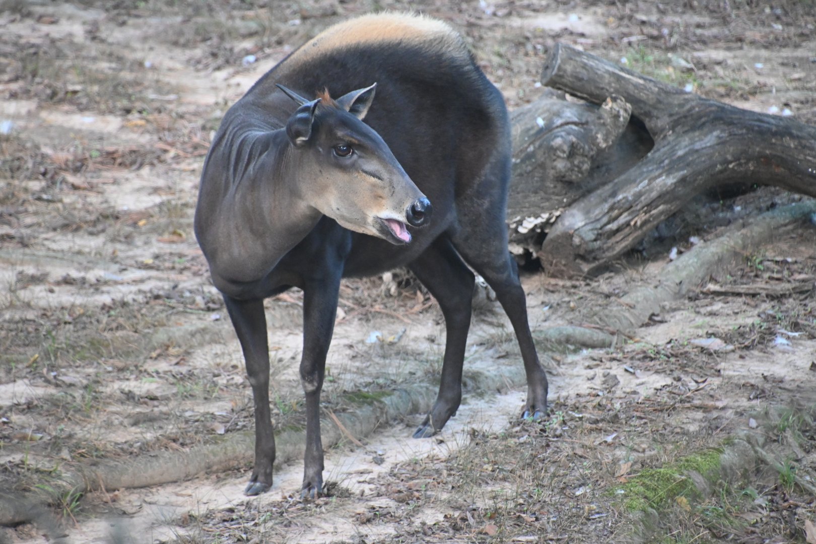 Yellow-backed duiker (Cephalophus silvicultor)