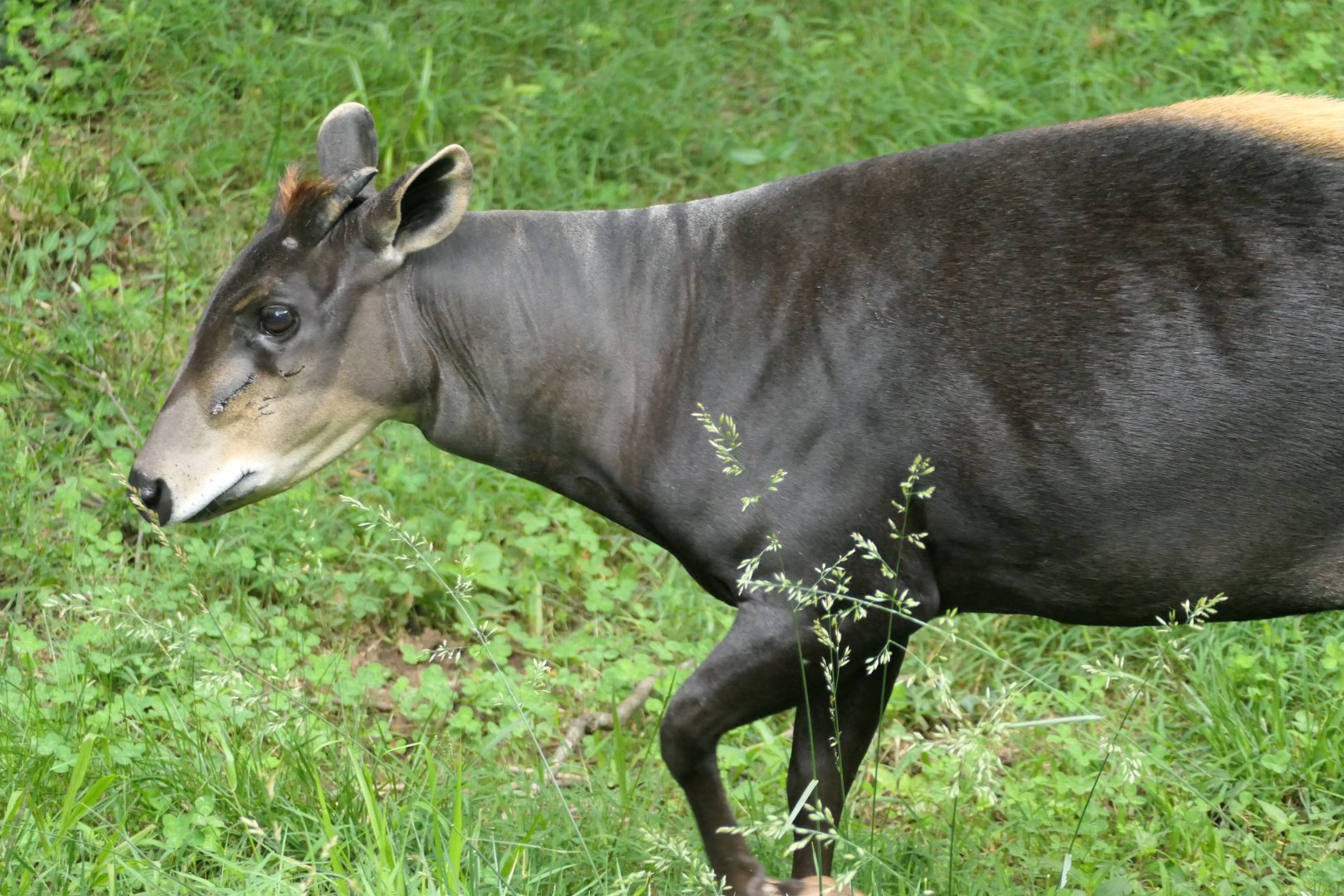 Yellow-backed Duiker - Cephalophus silvicultor