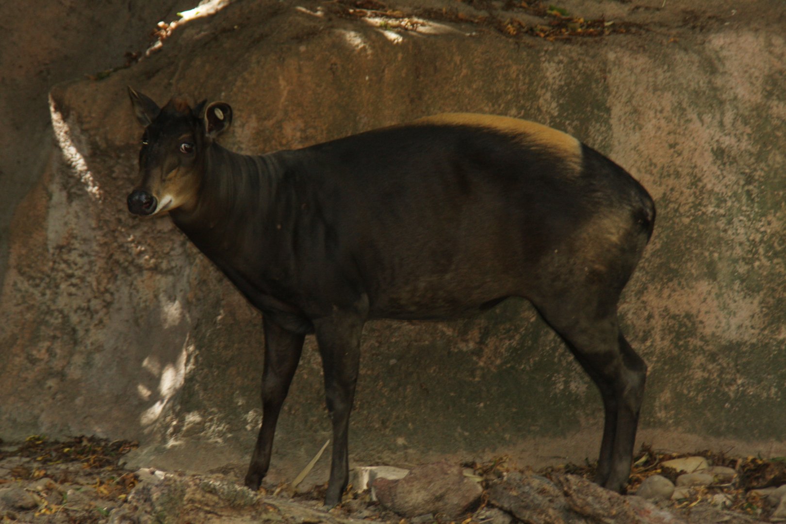 yellow-backed duiker (Cephalophus silvicultor)