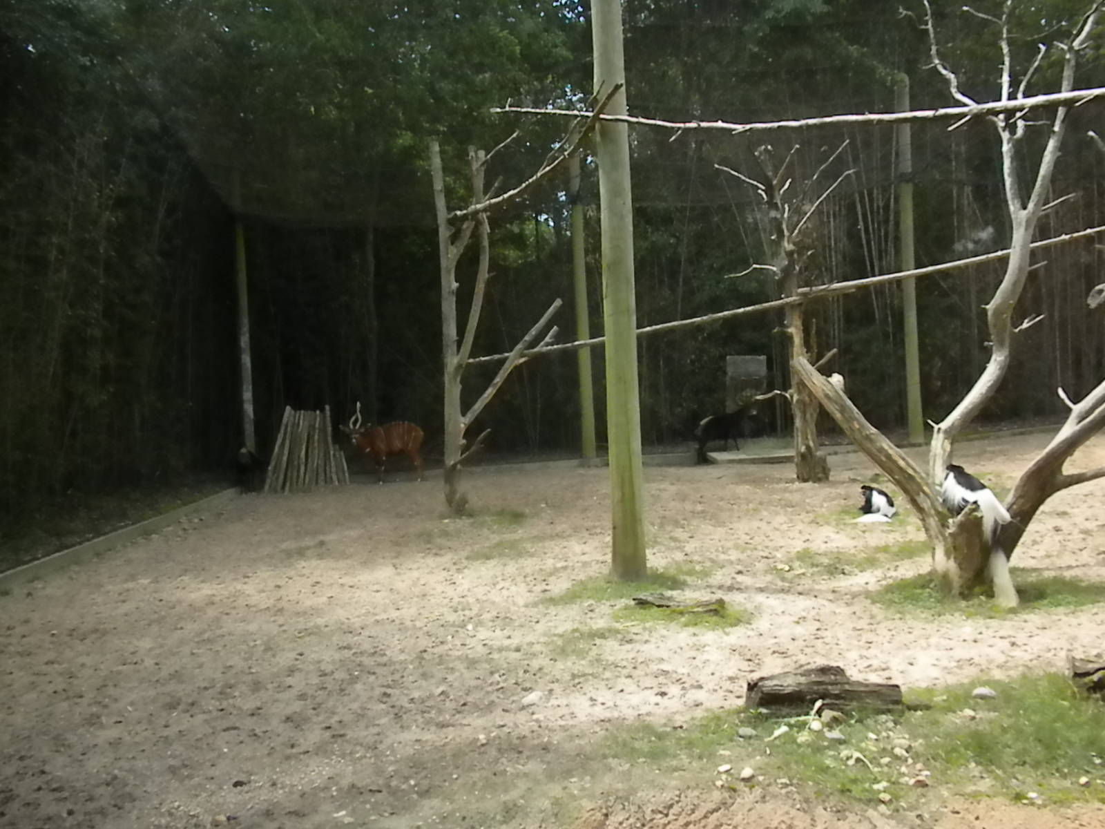 Yellow-Backed Duiker, East African Bongo, and Colobus Monkey