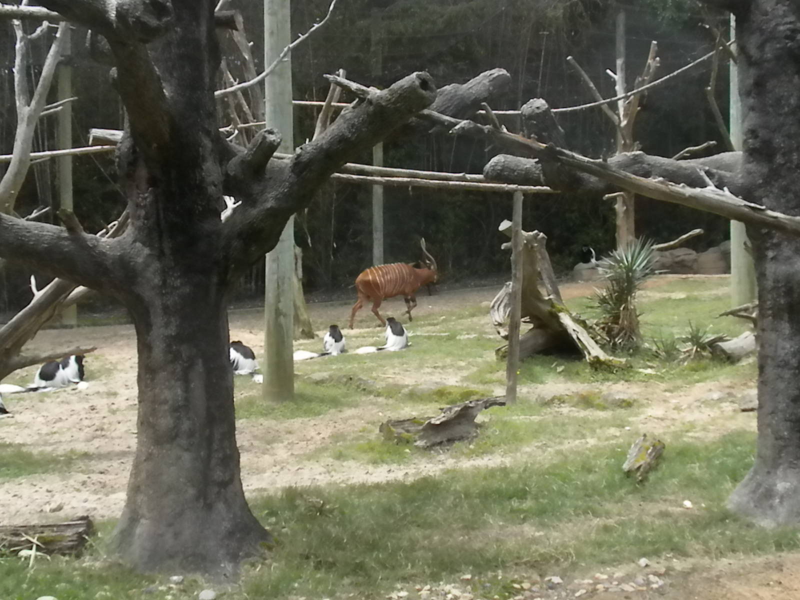 Yellow-Backed Duiker, East African Bongo, and Colobus Monkey