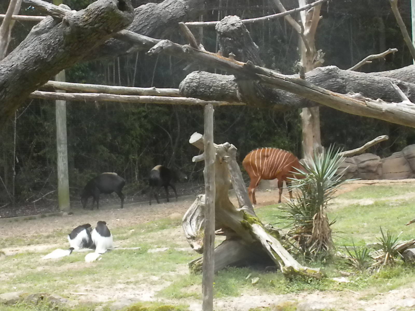 Yellow-Backed Duiker, East African Bongo, and Colobus Monkey
