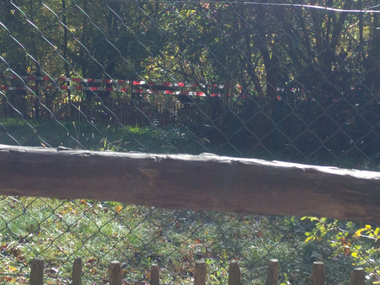 Yellow Backed Duiker Enclosure