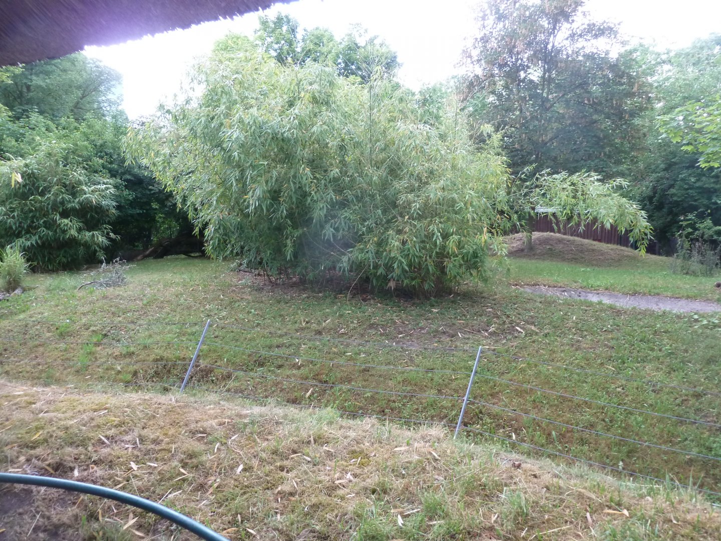 Yellow-backed duiker enclosure