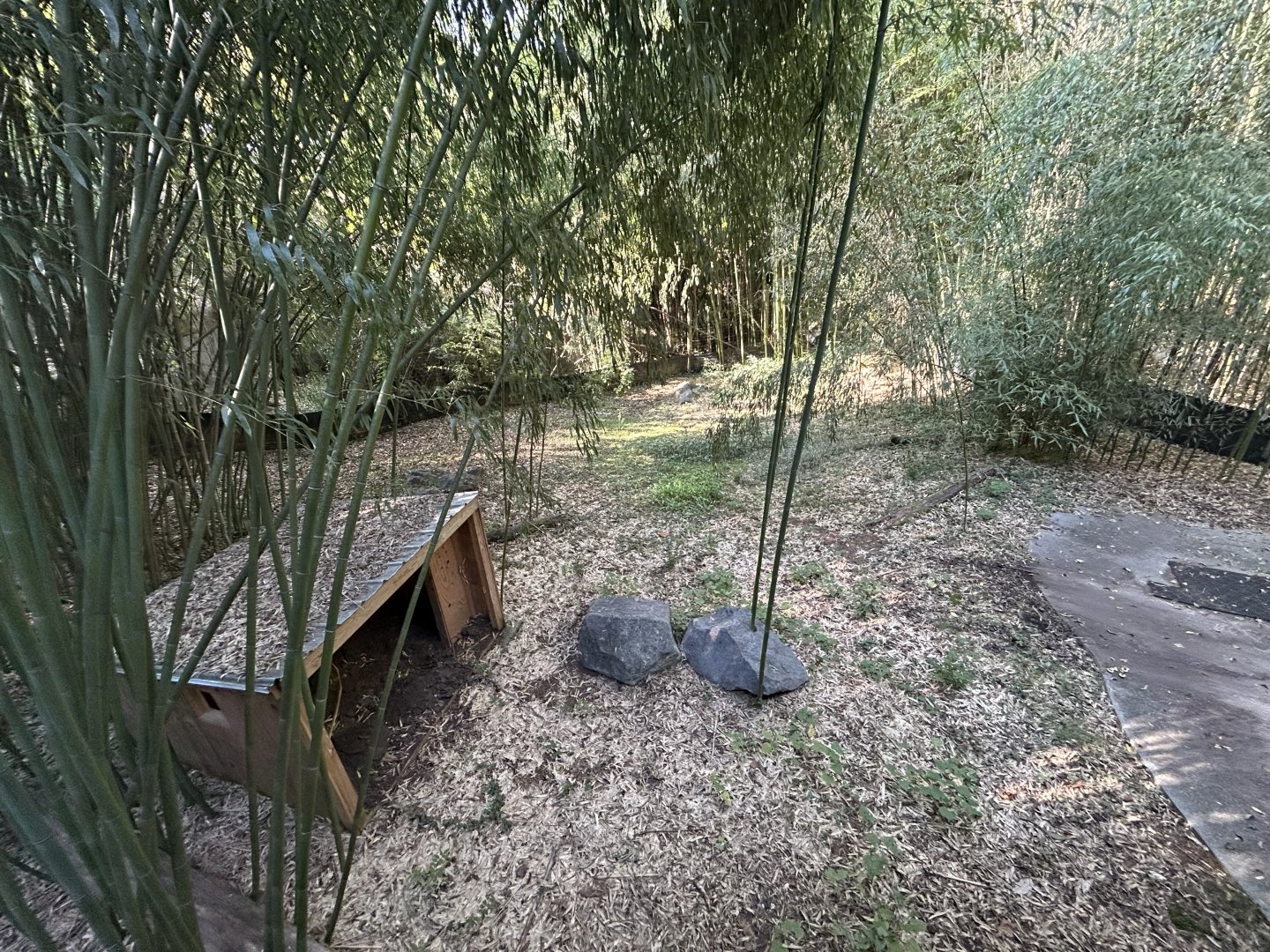 Yellow-backed Duiker Exhibit #1
