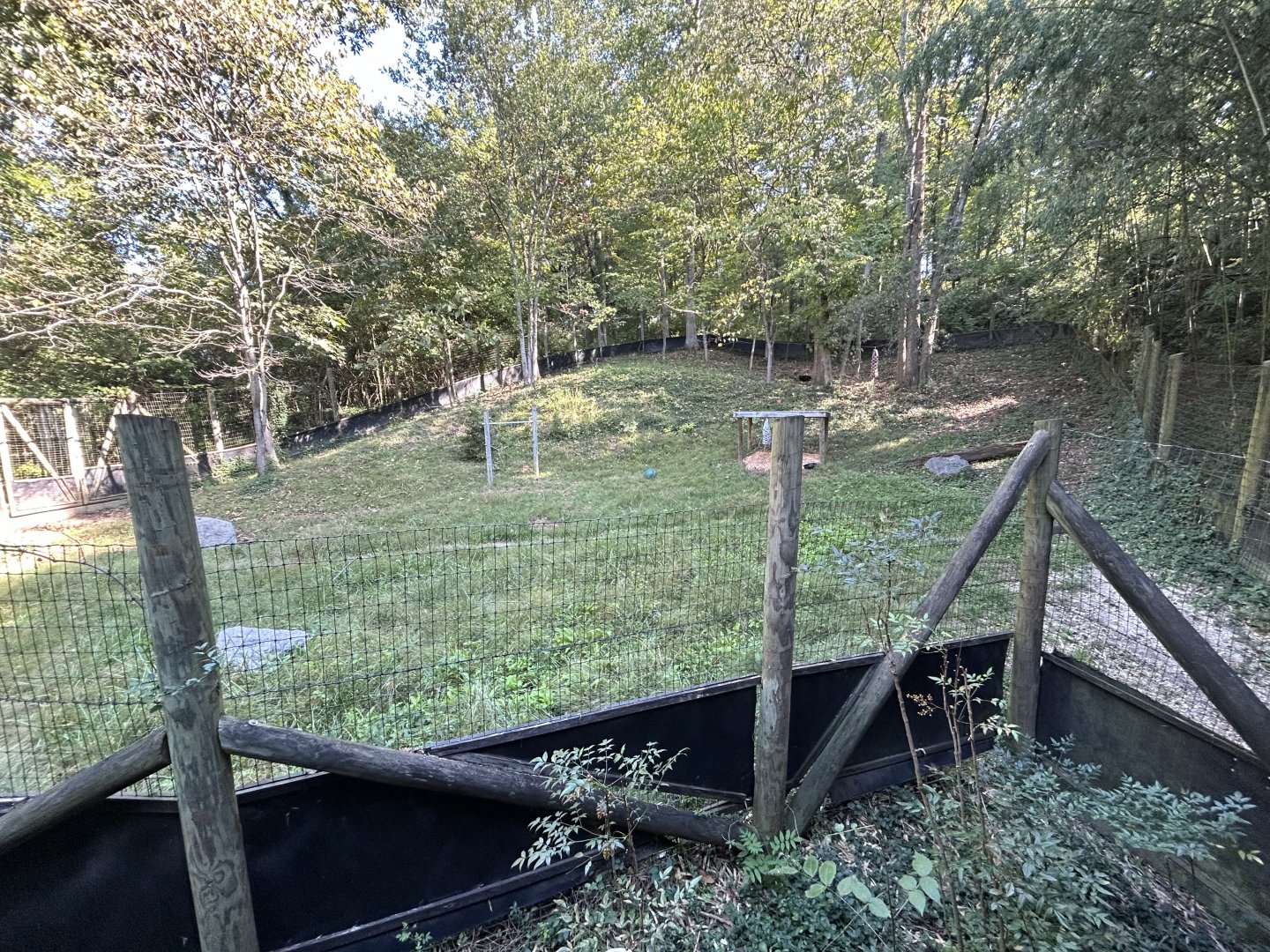 Yellow-backed Duiker Exhibit #2