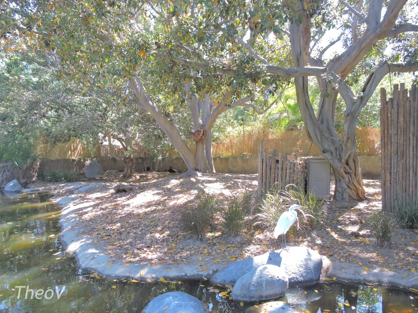 Yellow-backed duiker exhibit [2015]