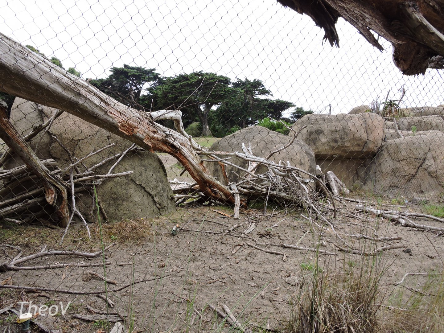 Yellow-backed duiker exhibit [2015]