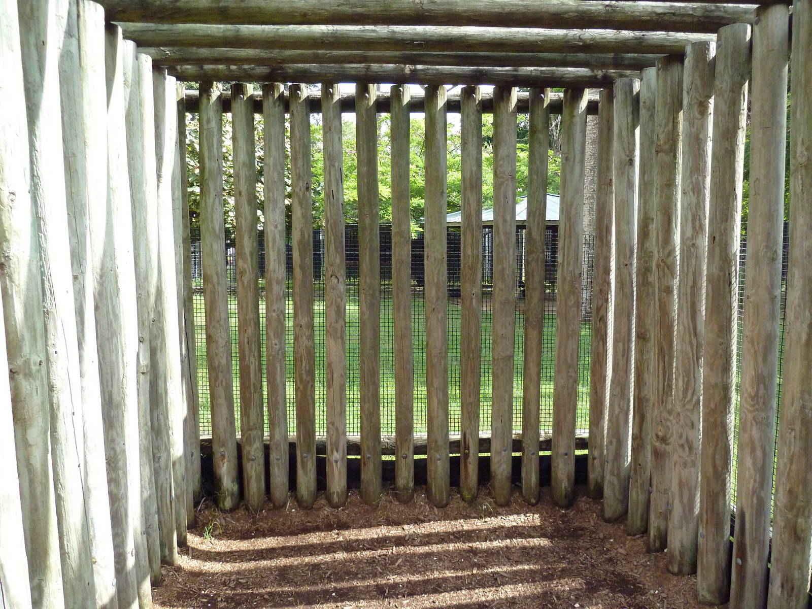 Yellow-Backed Duiker Exhibit - Bizarre Viewing Area