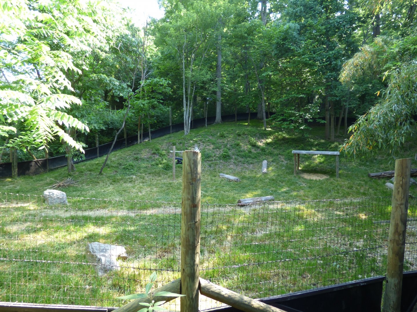 Yellow Backed Duiker Exhibit - May 2018