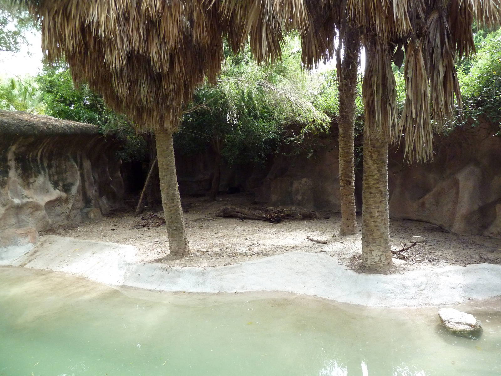 Yellow-Backed Duiker Exhibit