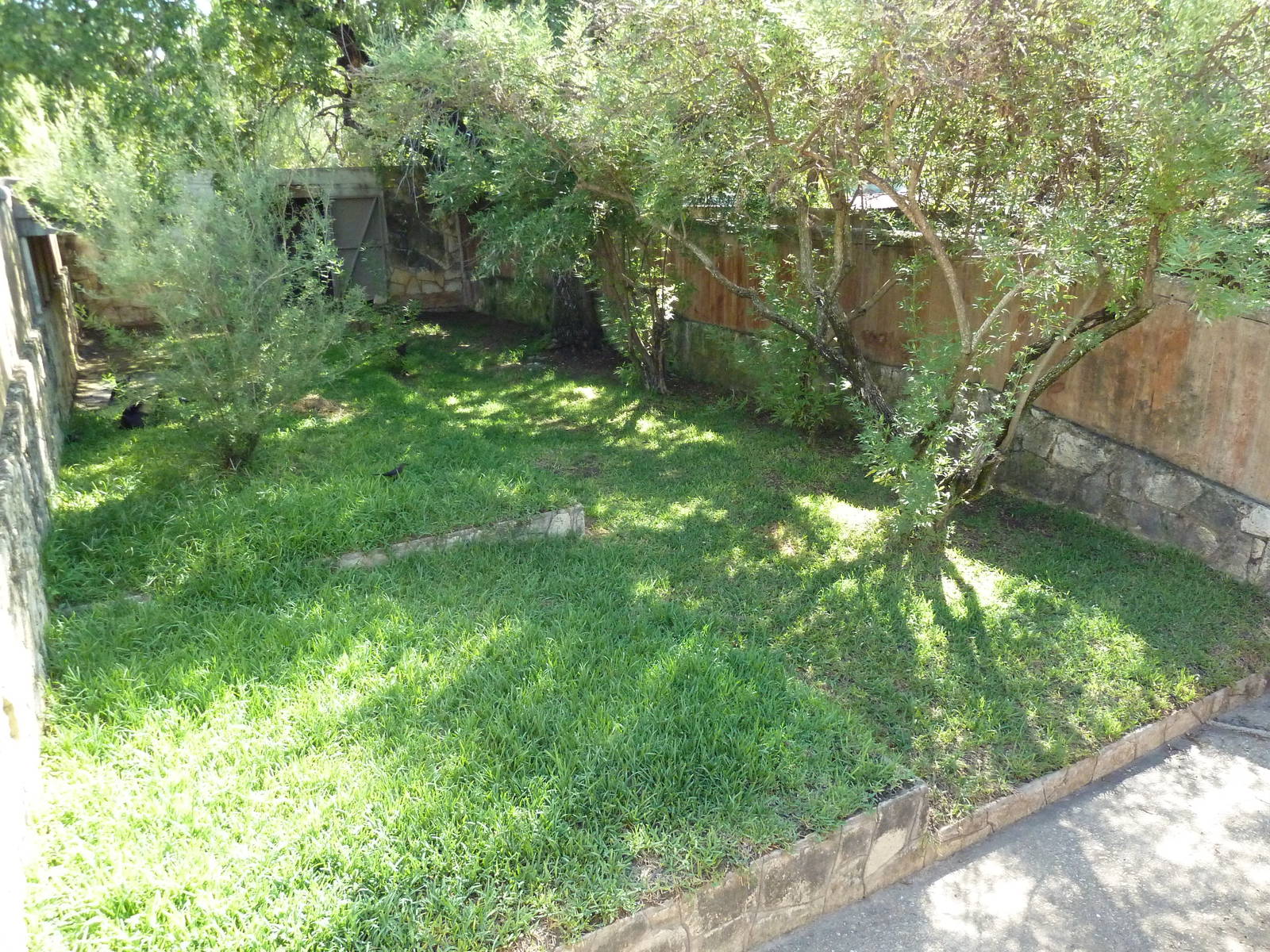 Yellow-Backed Duiker Exhibit