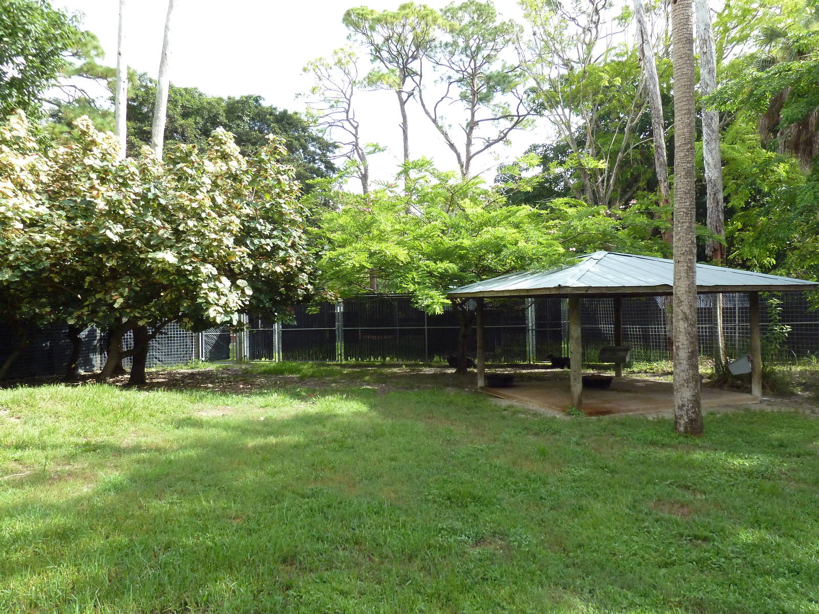 Yellow-Backed Duiker Exhibit
