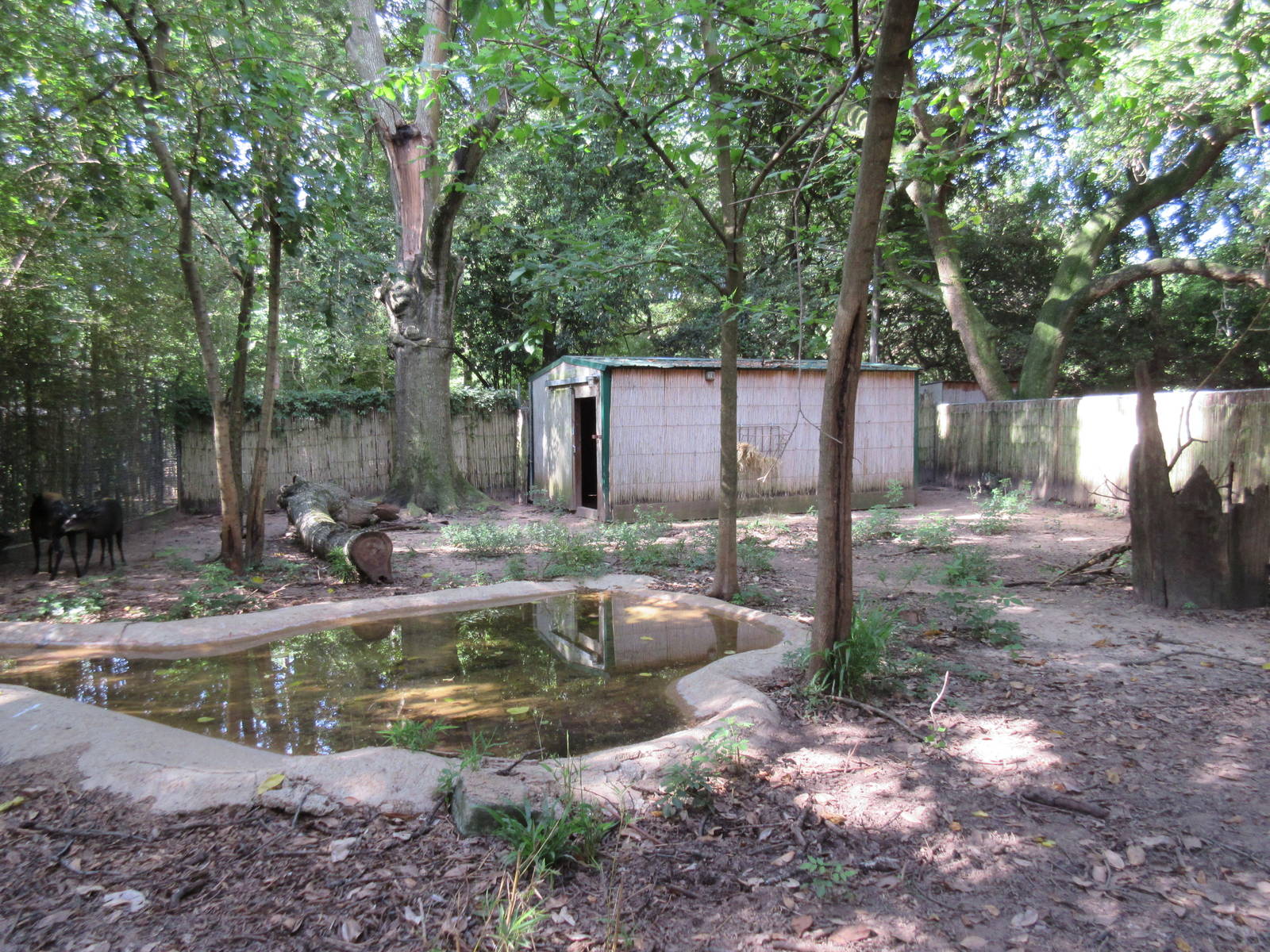 Yellow-Backed Duiker Exhibit