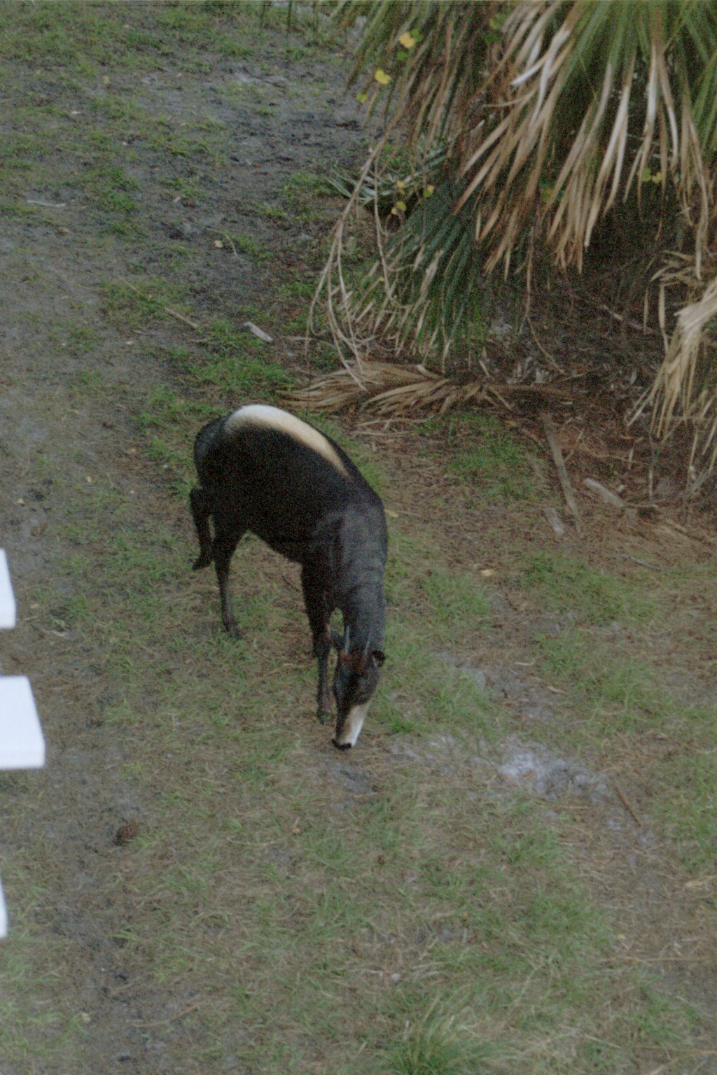 Yellow-backed Duiker - Expedition Africa