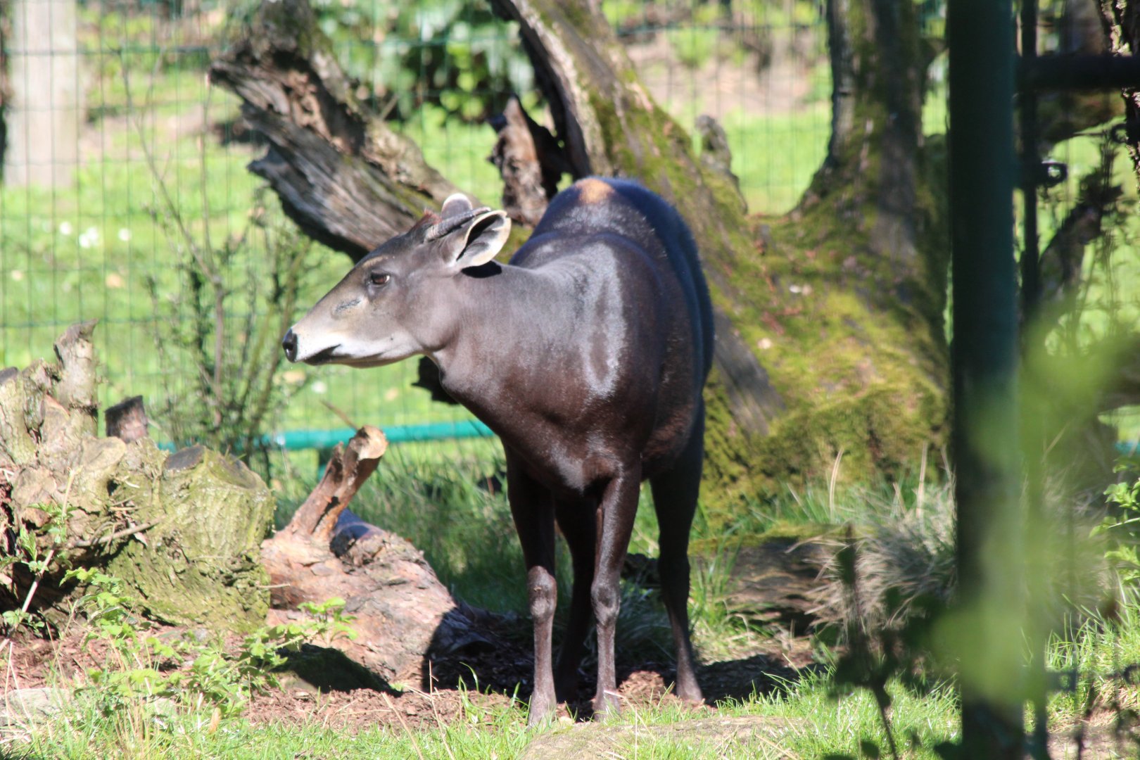 Yellow-backed Duiker - Frankfurt Zoo - March 2017