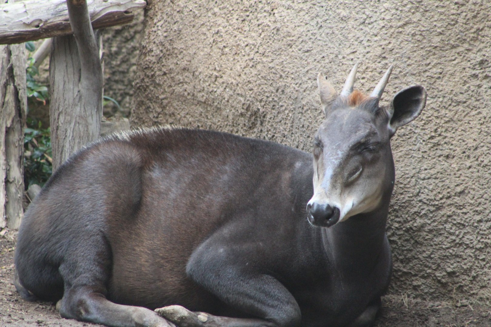 Yellow-backed Duiker - Hoofstock Yards