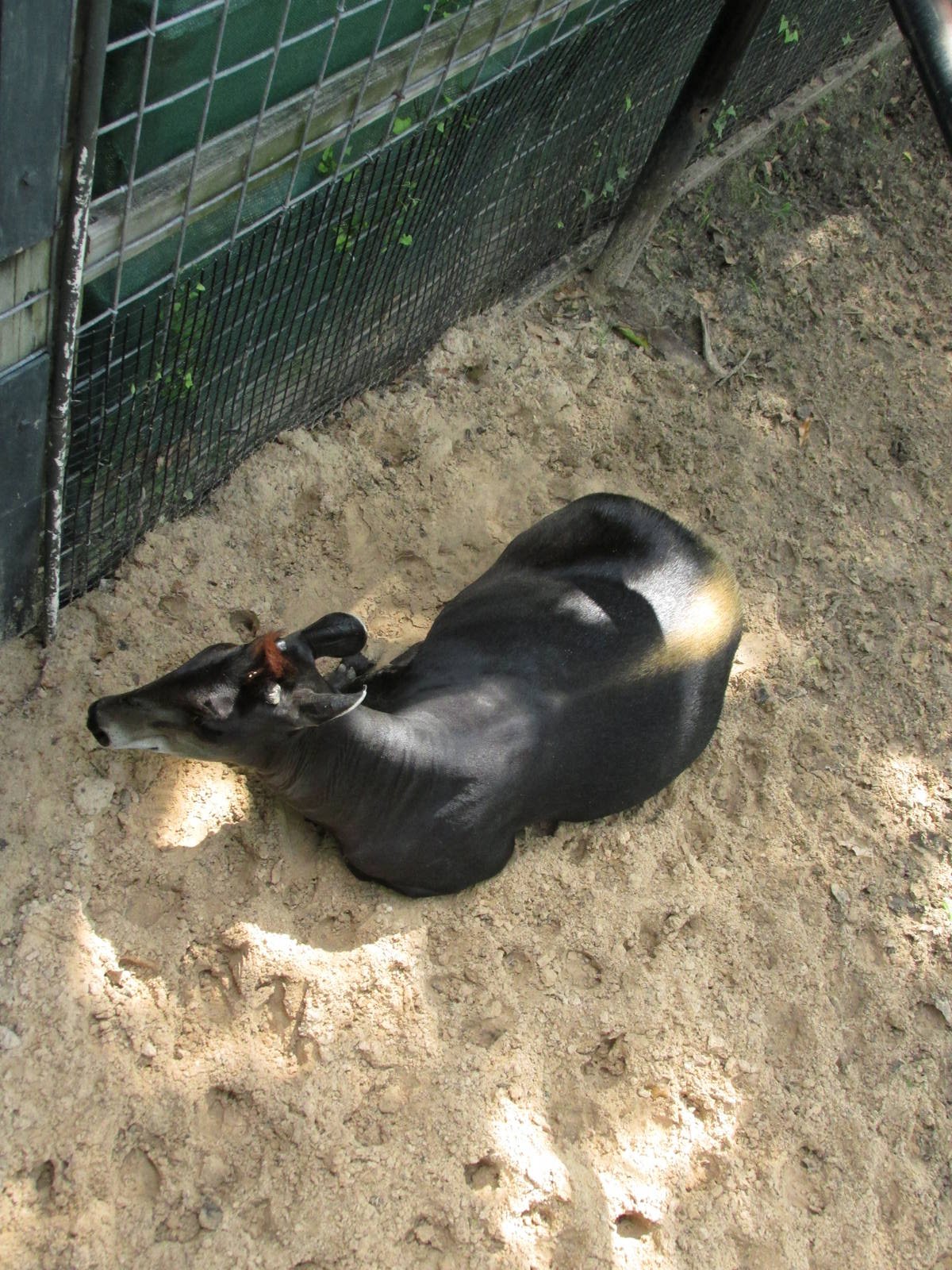 yellow backed duiker houston zoo