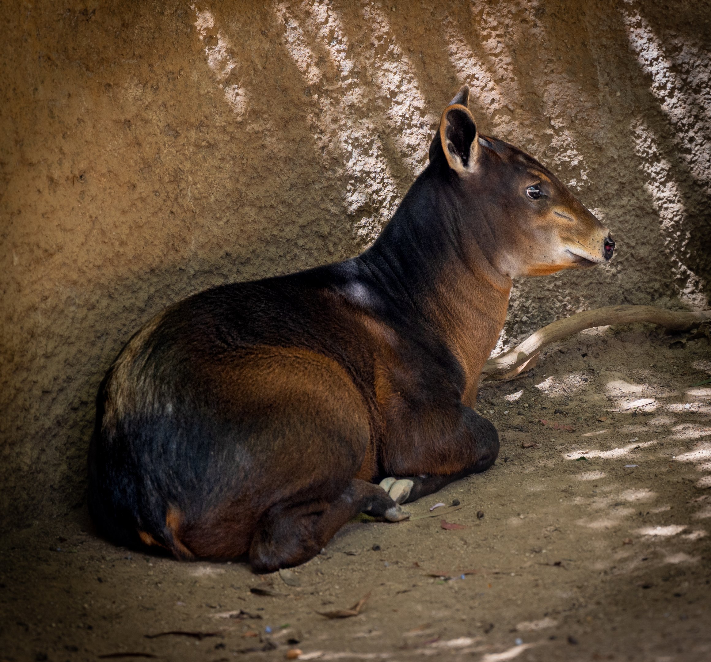 Yellow Backed Duiker infant
