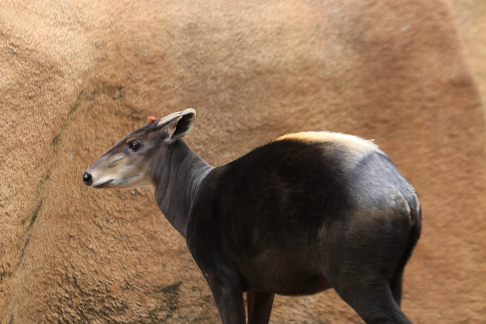 Yellow-backed duiker (June 2019)