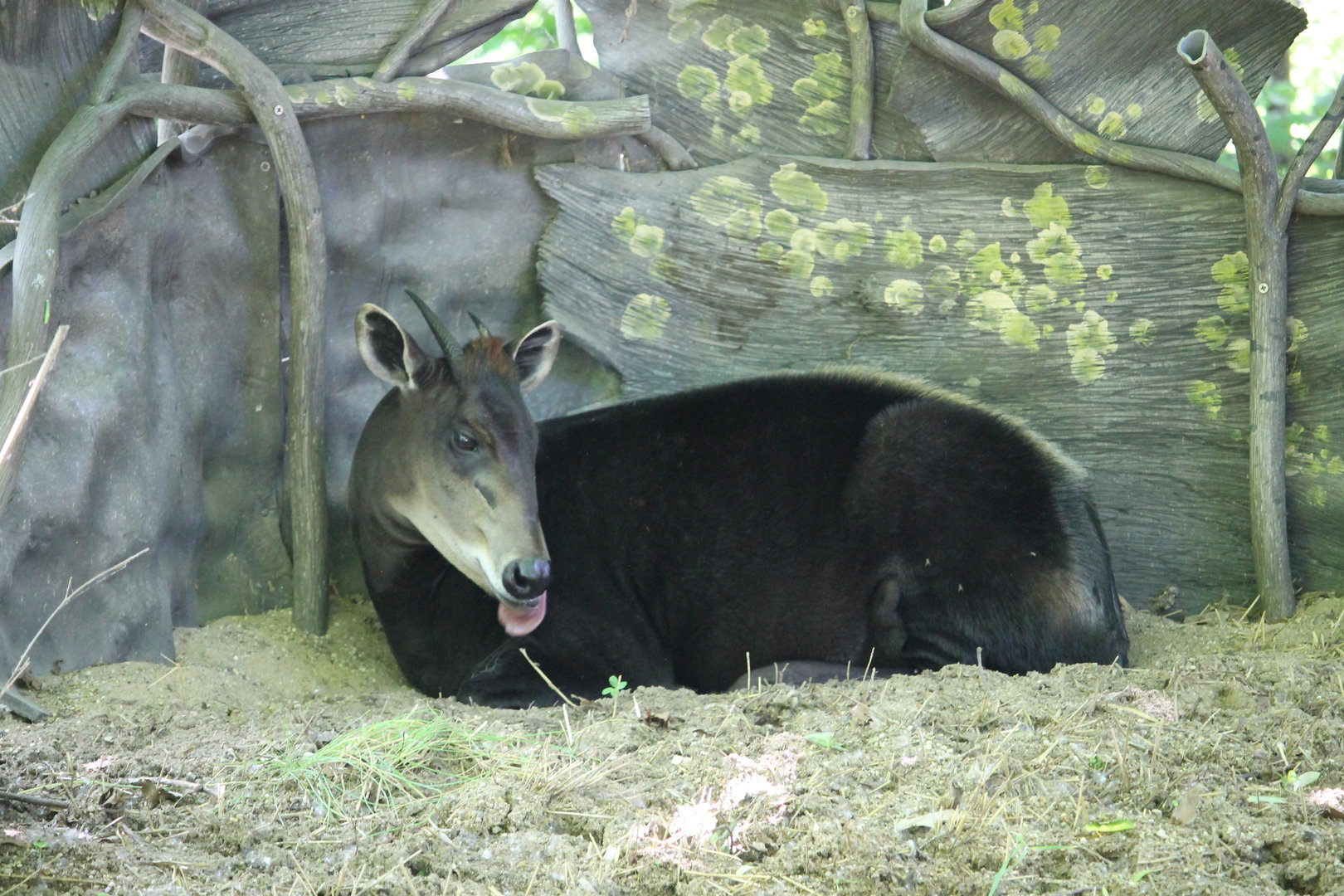 Yellow-backed Duiker Liking itself (Cephalophus silviculator)