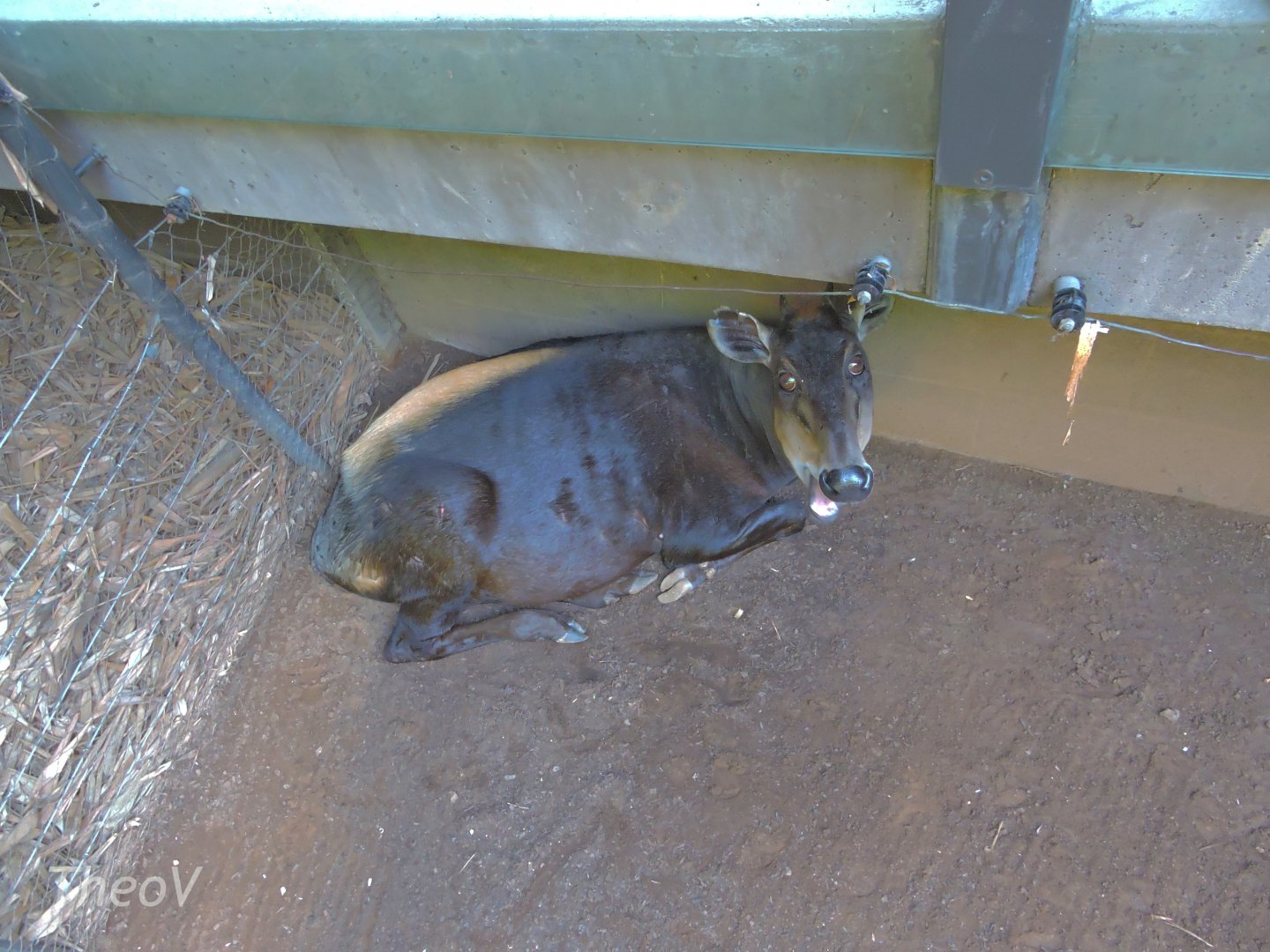 Yellow-backed duiker - Lost Forest [2015]