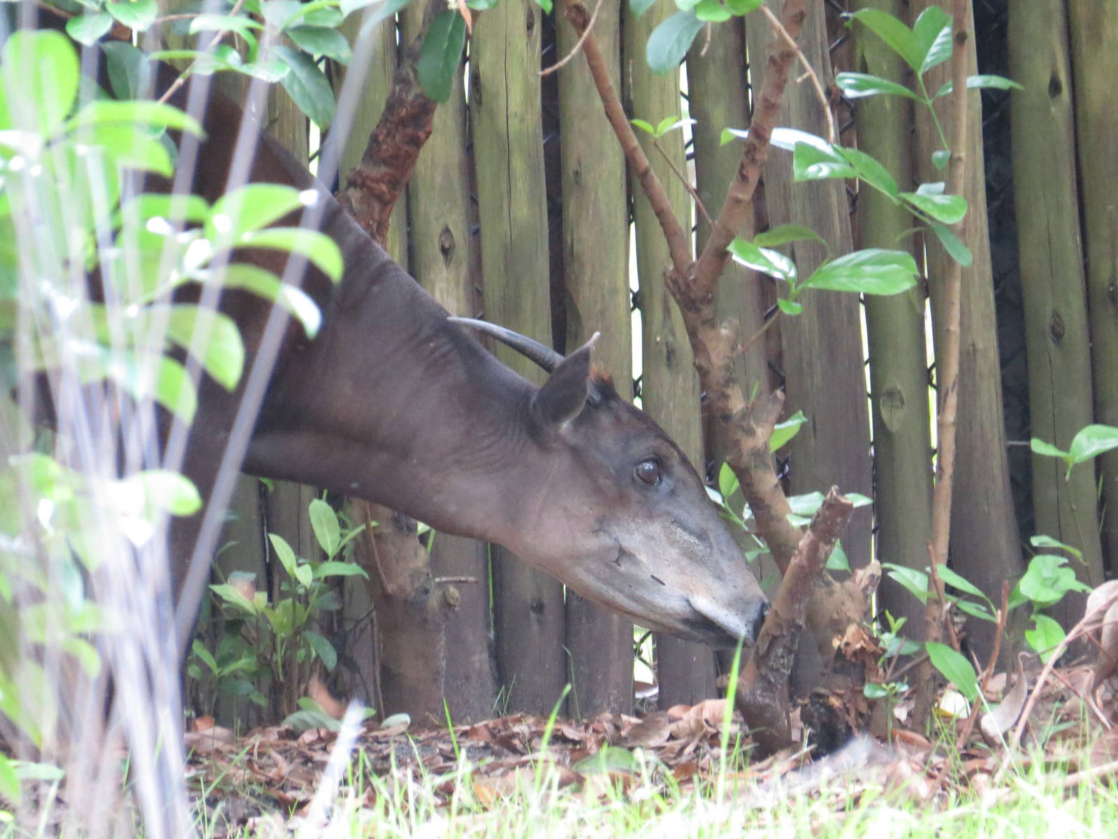 Yellow-backed duiker, March 2015