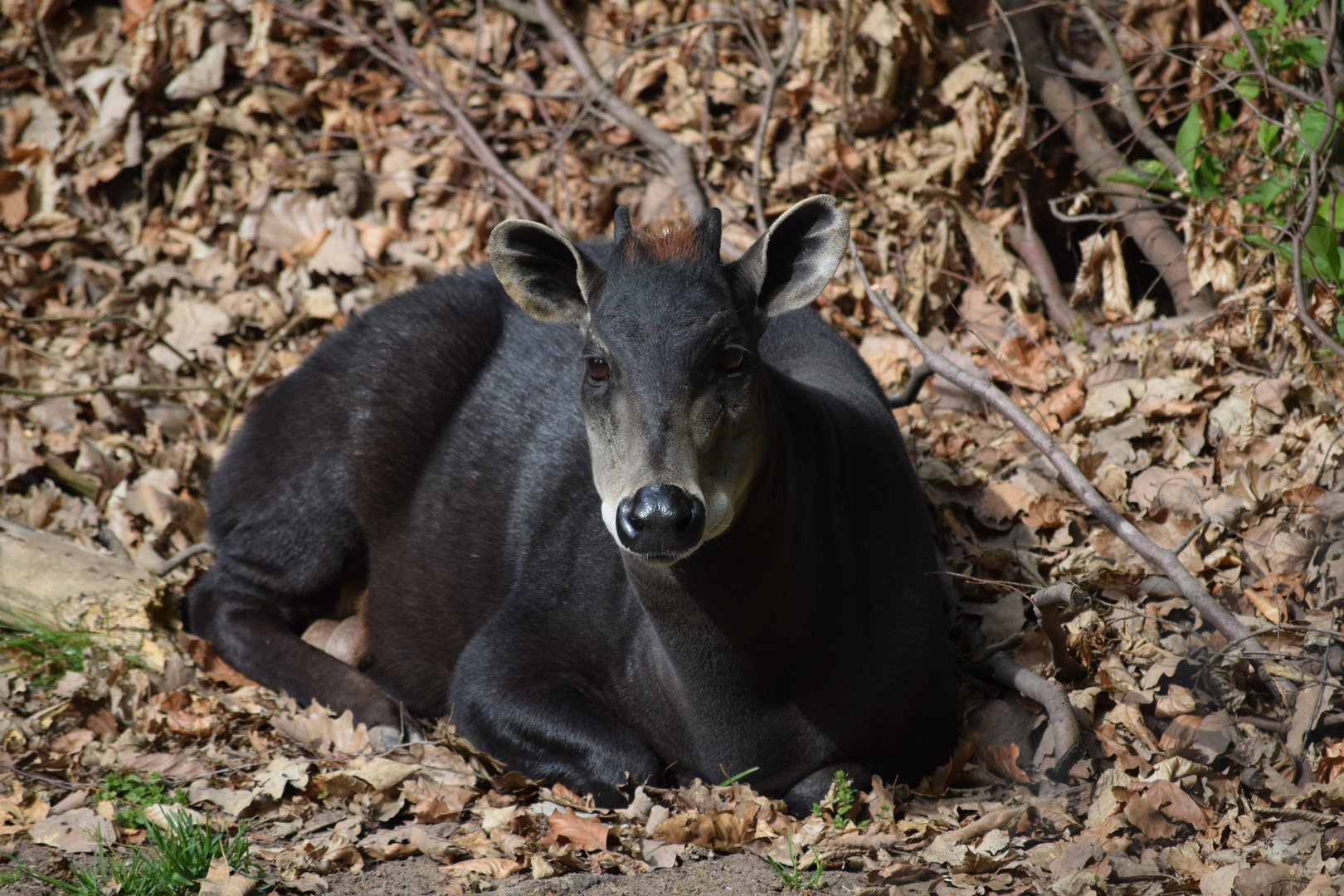 Yellow-backed duiker - May 2019