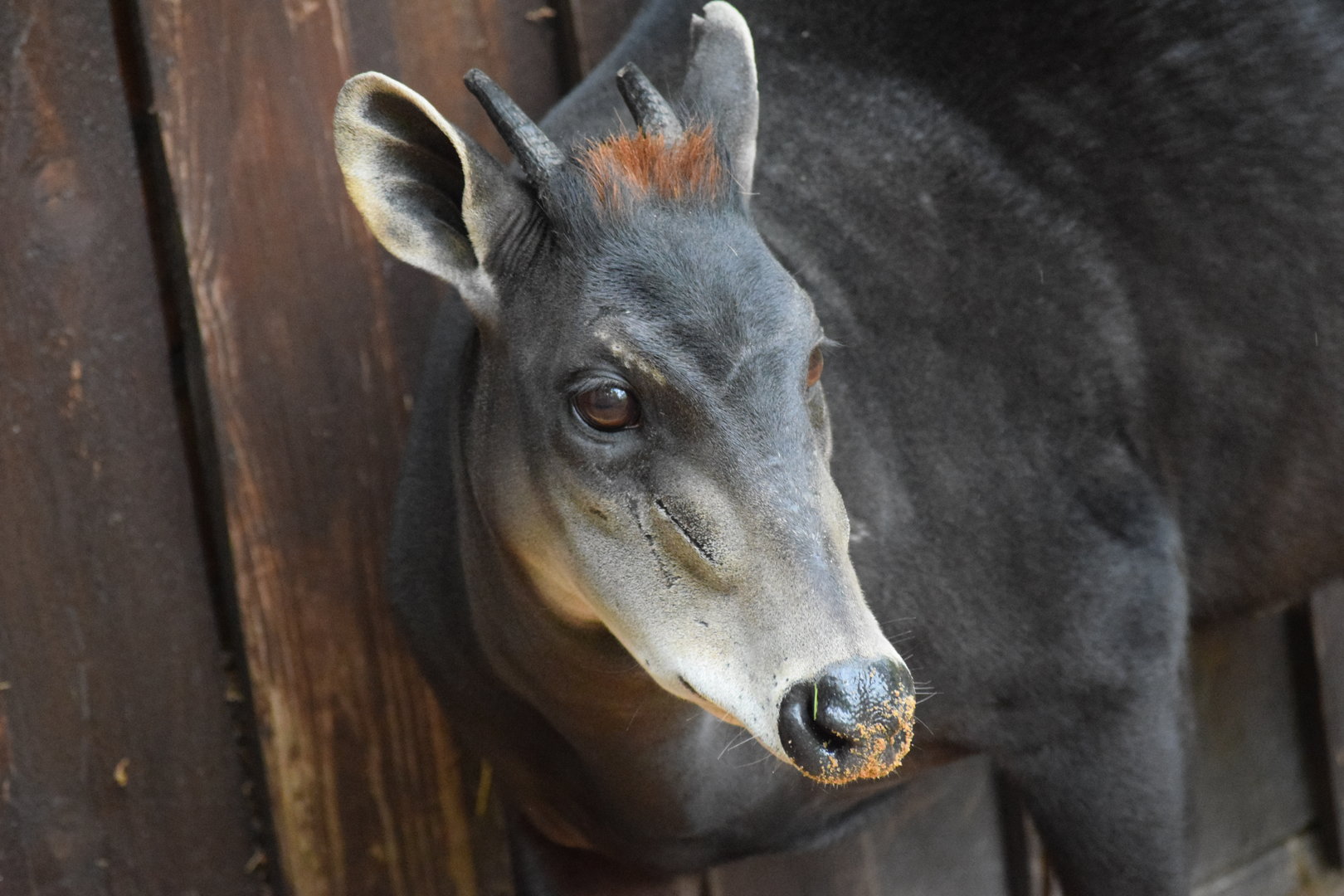 Yellow-backed duiker - May 2019