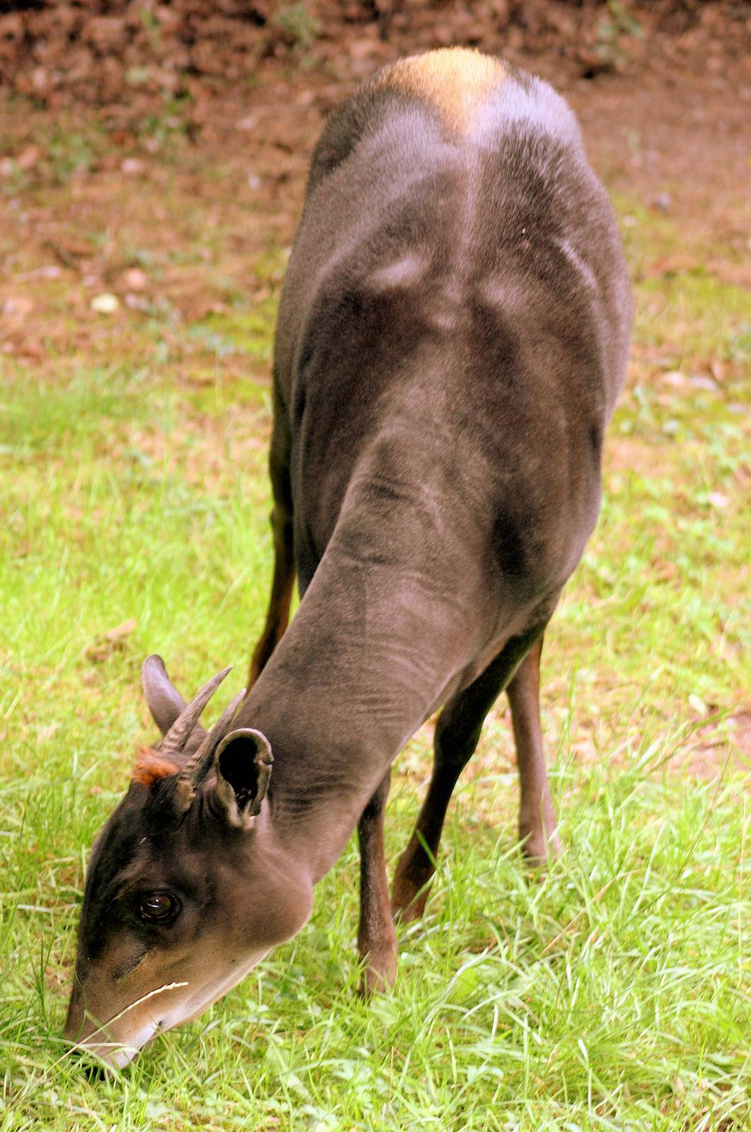 Yellow-backed duiker; Nuremberg; 8th September 2015