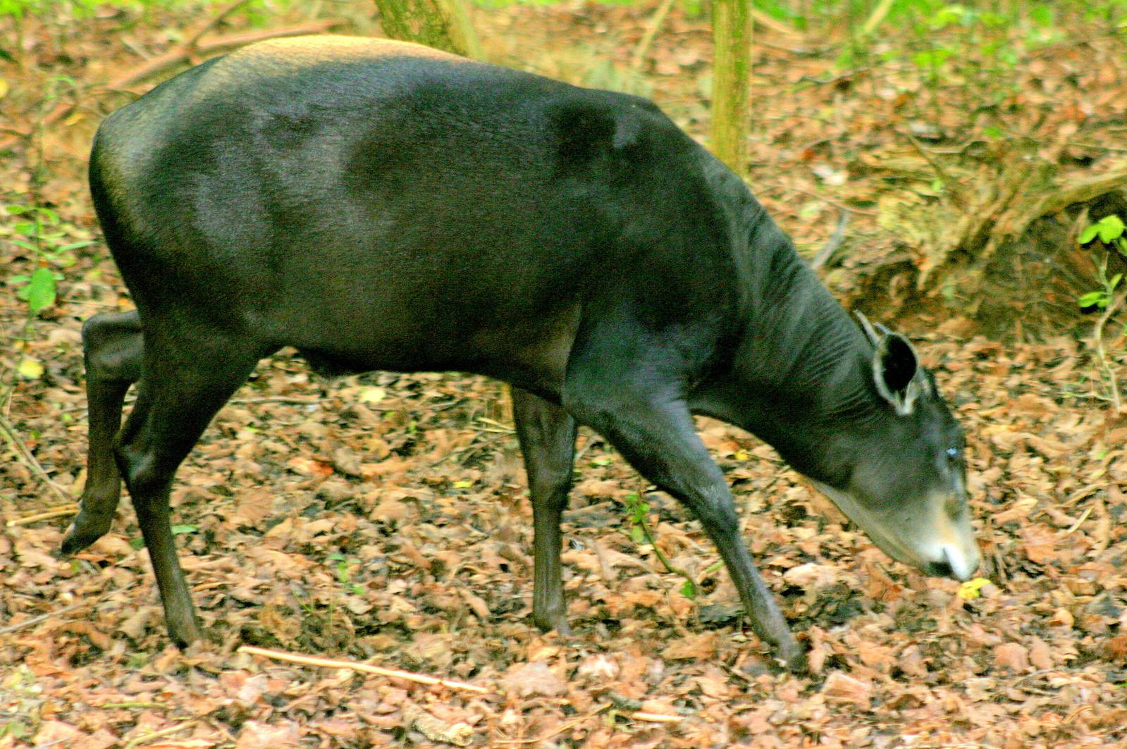 Yellow-backed duiker; Nuremberg; 8th September 2015