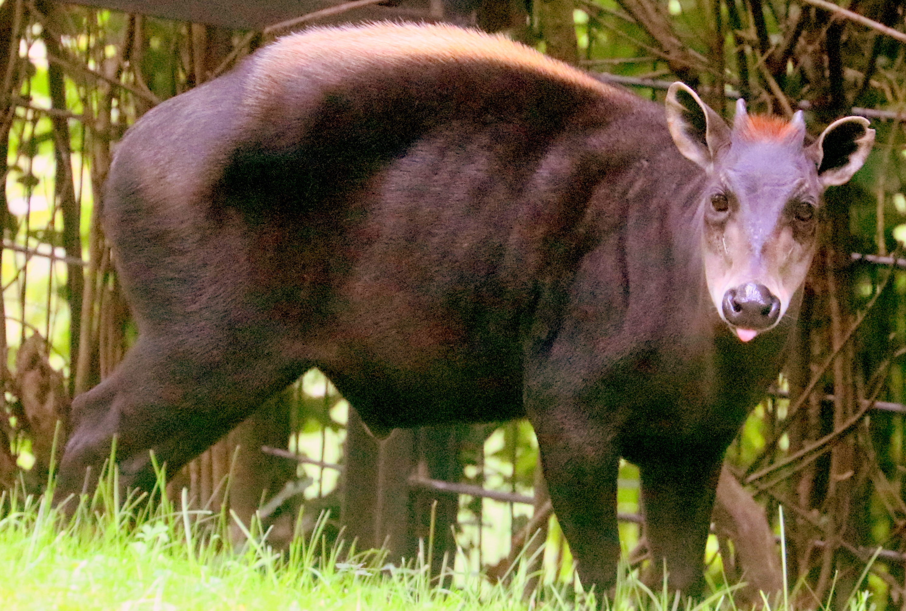 Yellow-backed duiker; Nuremberg; 8th September 2019