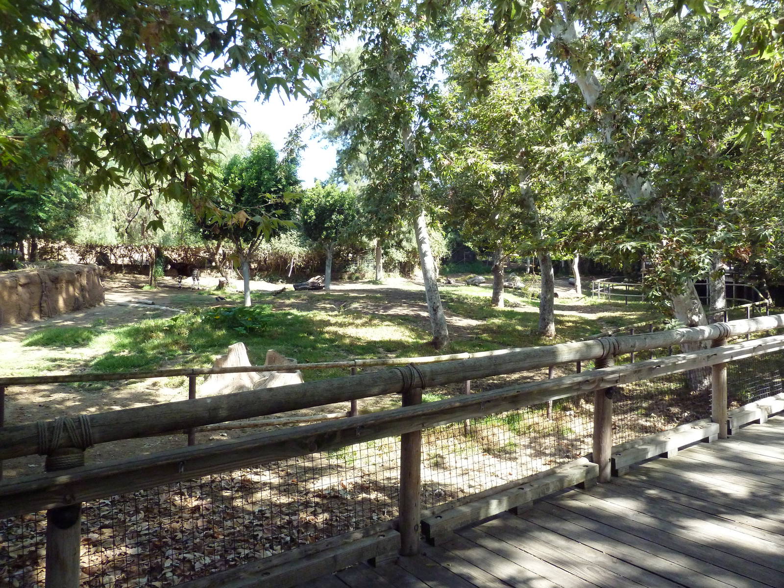 Yellow-Backed Duiker + Okapi Exhibits