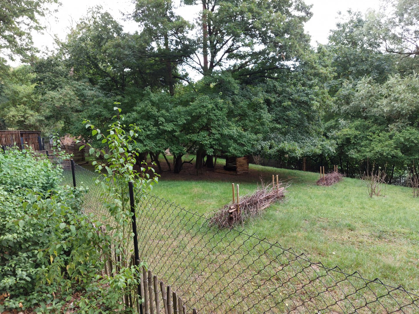 Yellow-backed duiker paddock