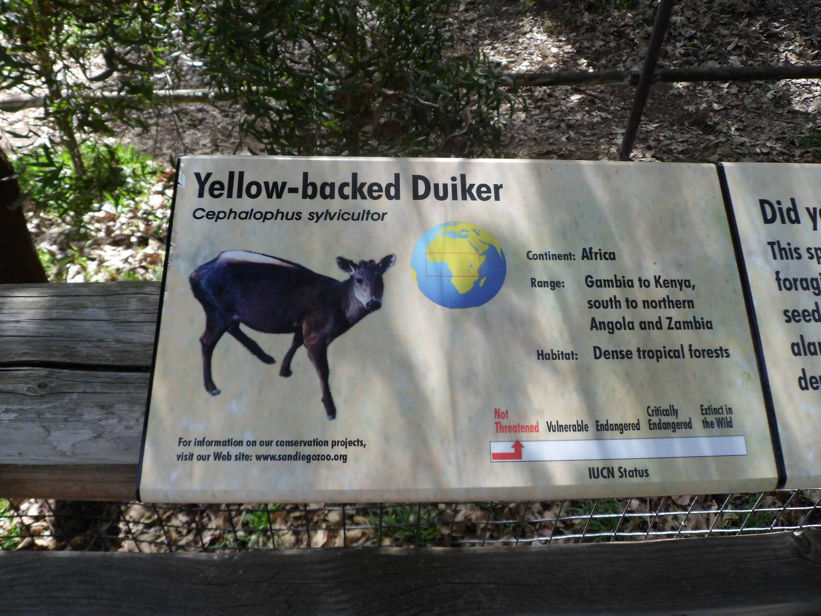 Yellow Backed Duiker Sign