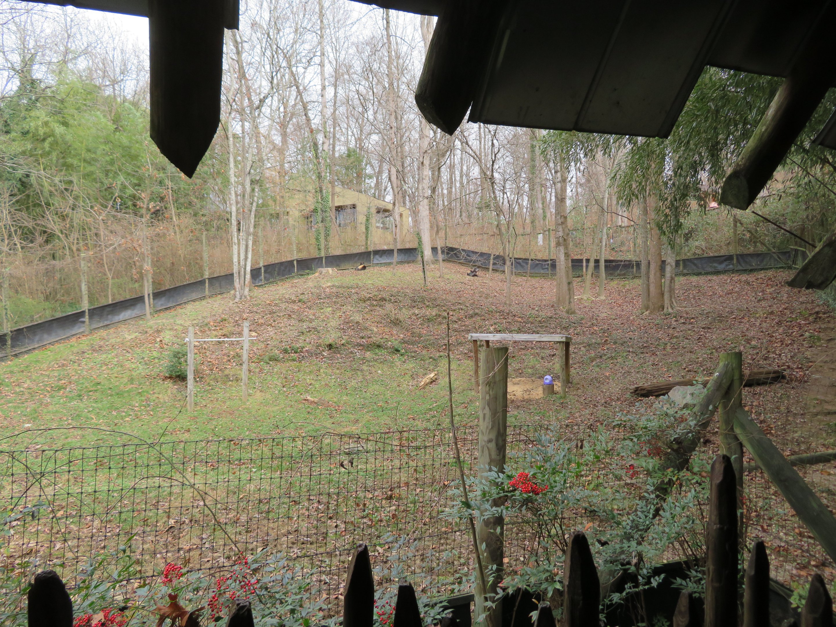 Yellow-backed Duiker Yard