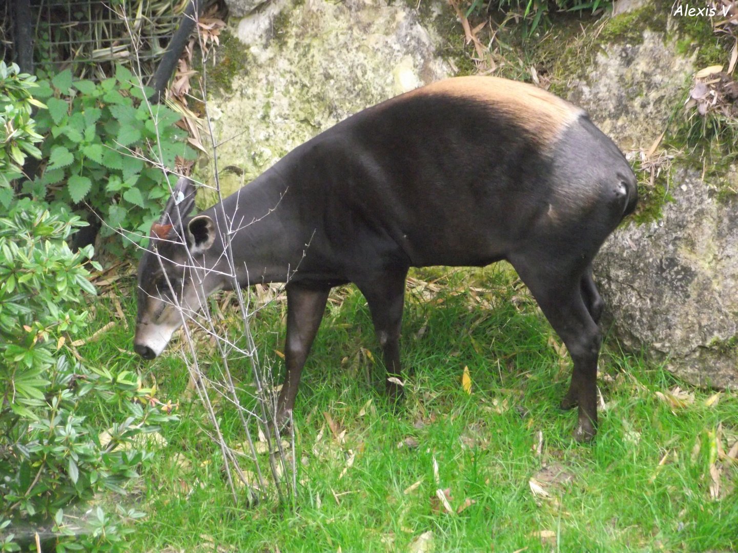 Yellow-backed Duiker - Zooparc de Beauval - 13/10/2024