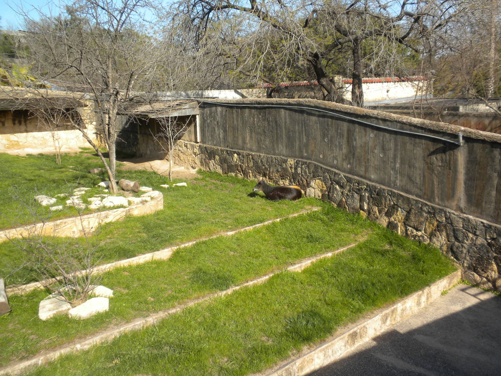 Yellow-Backed Duiker