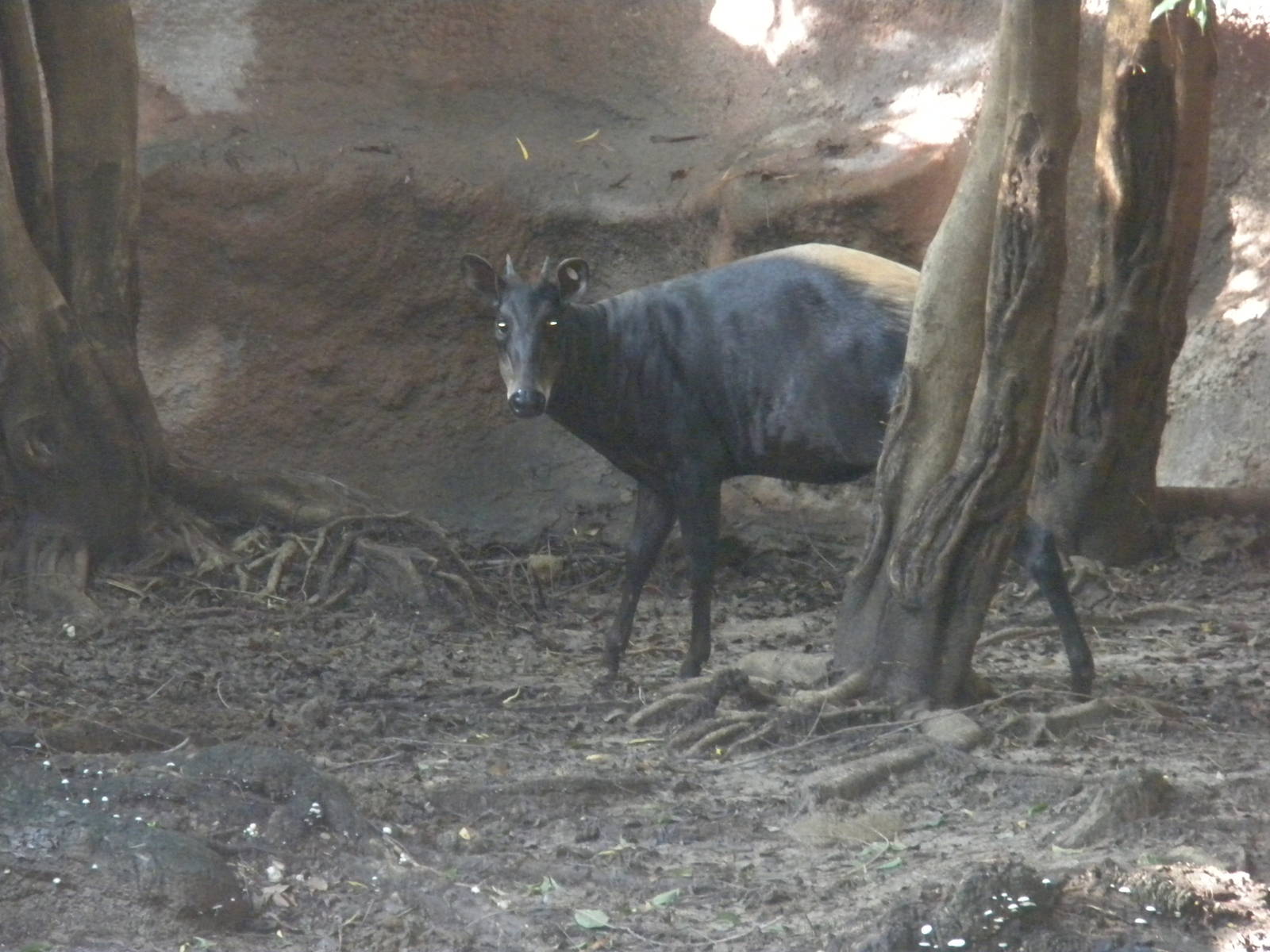 Yellow-Backed Duiker