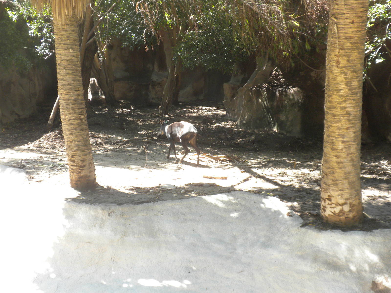 Yellow-Backed Duiker
