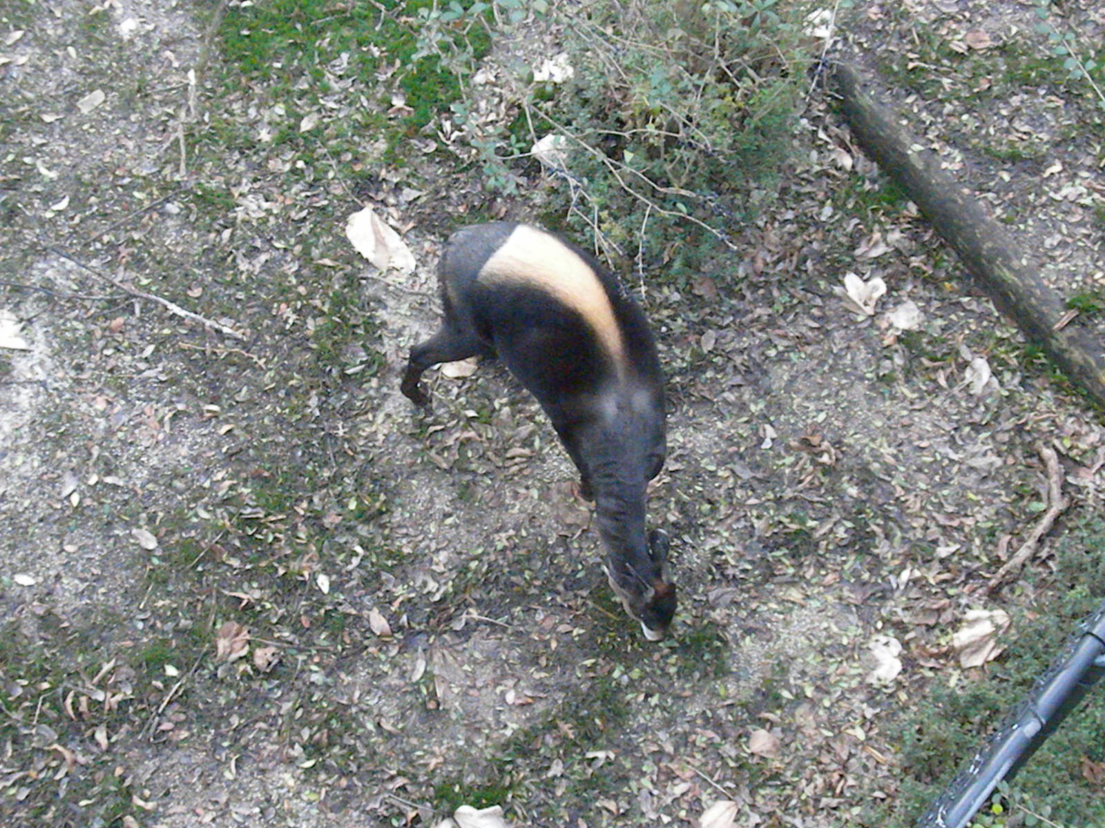 Yellow-Backed Duiker