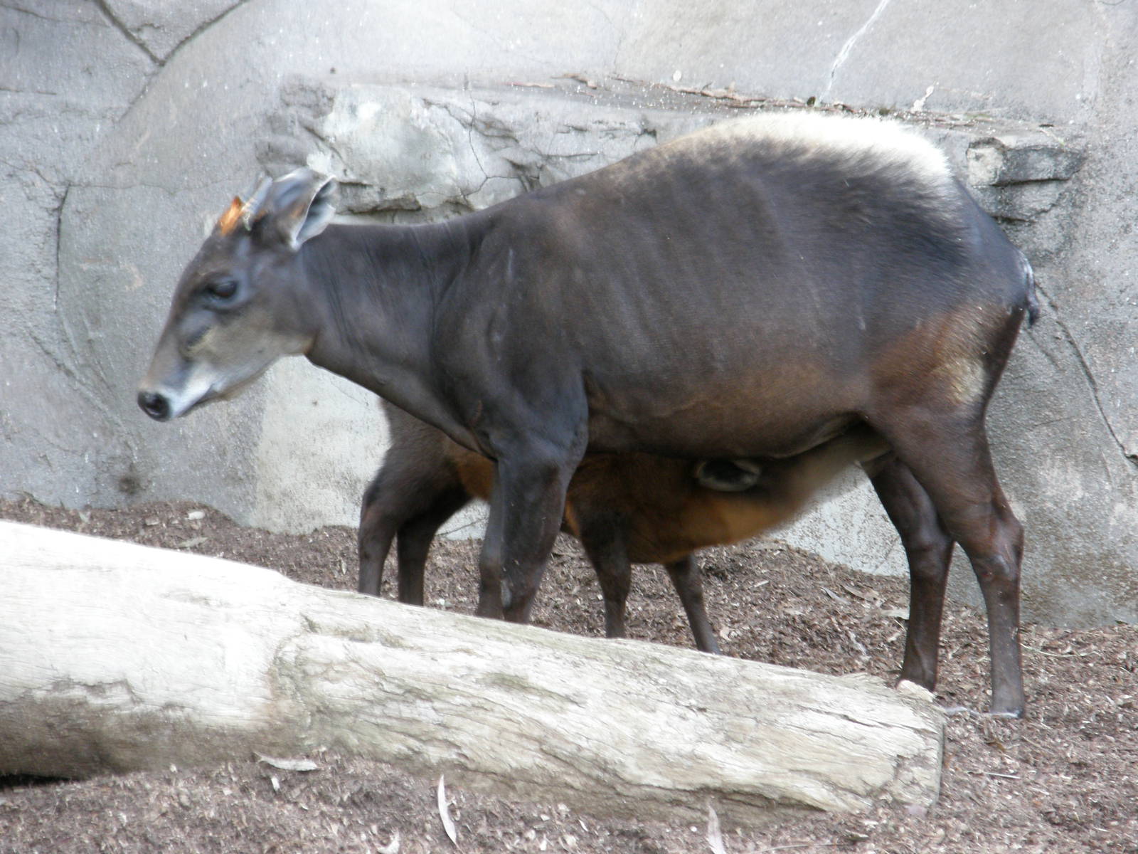 yellow backed duiker