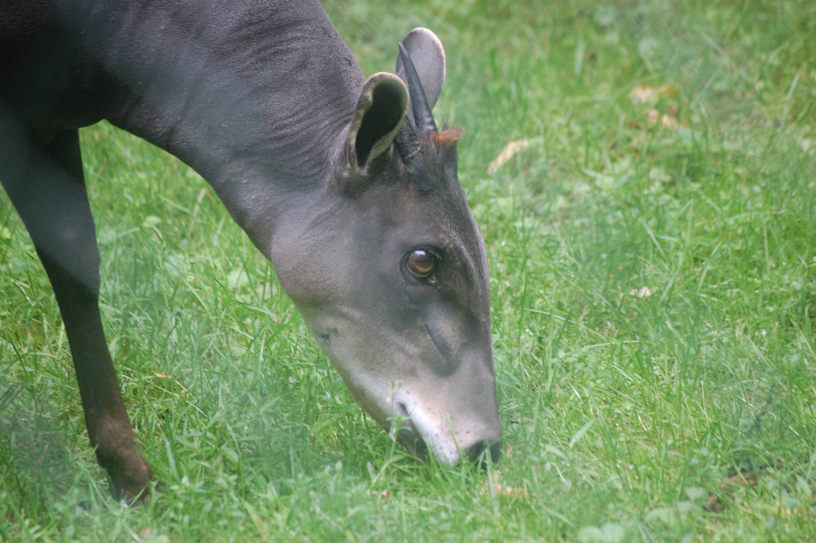 Yellow-backed duiker