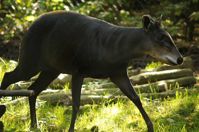 Yellow-backed duiker