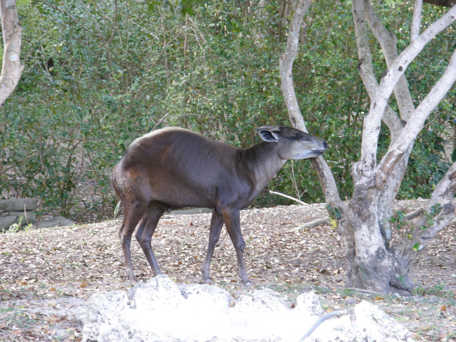 yellow backed duiker