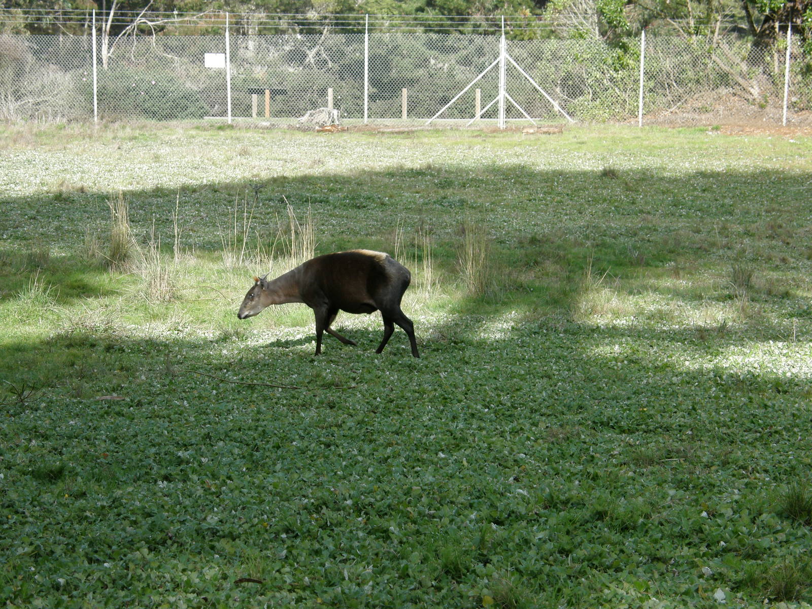 yellow backed duiker
