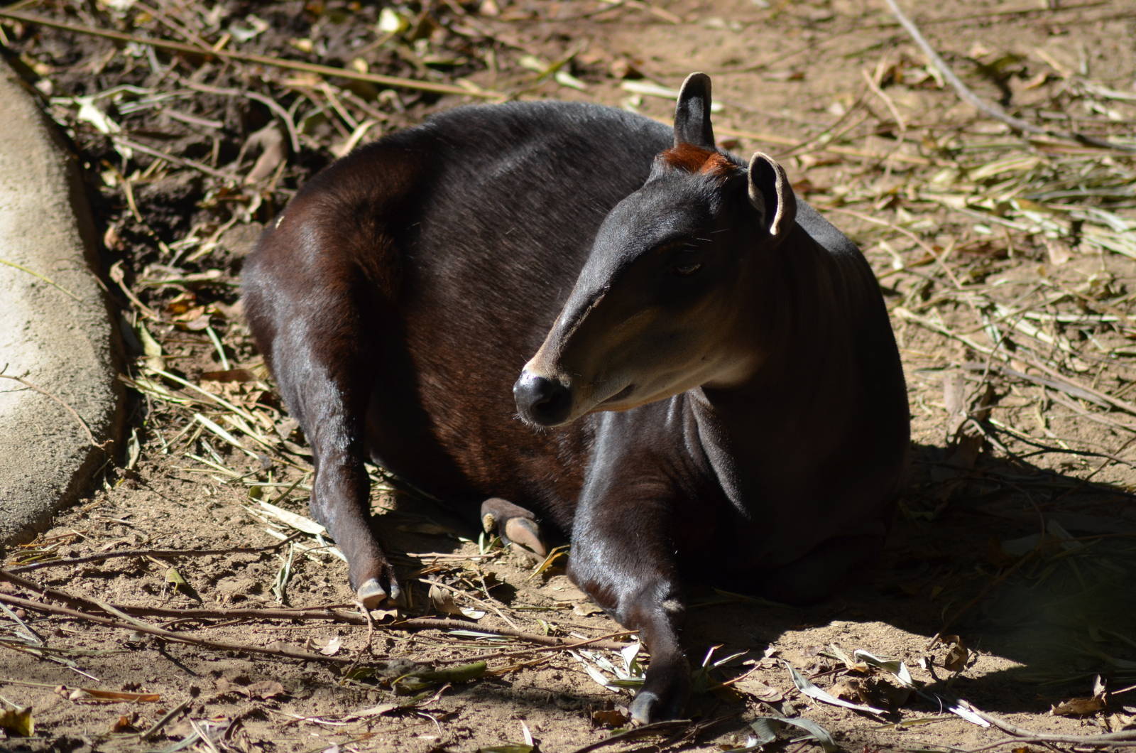 Yellow-backed Duiker