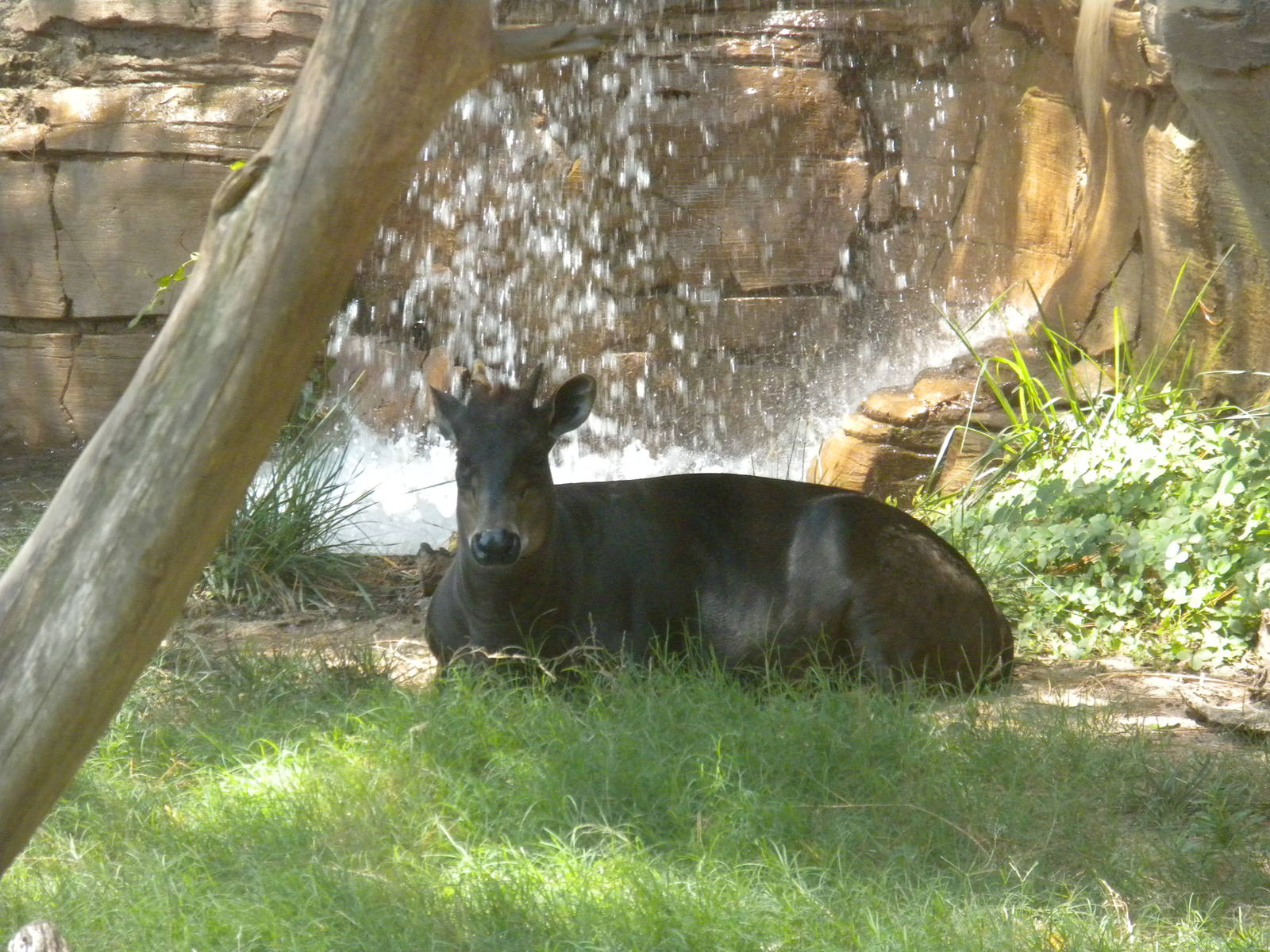 Yellow-Backed Duiker