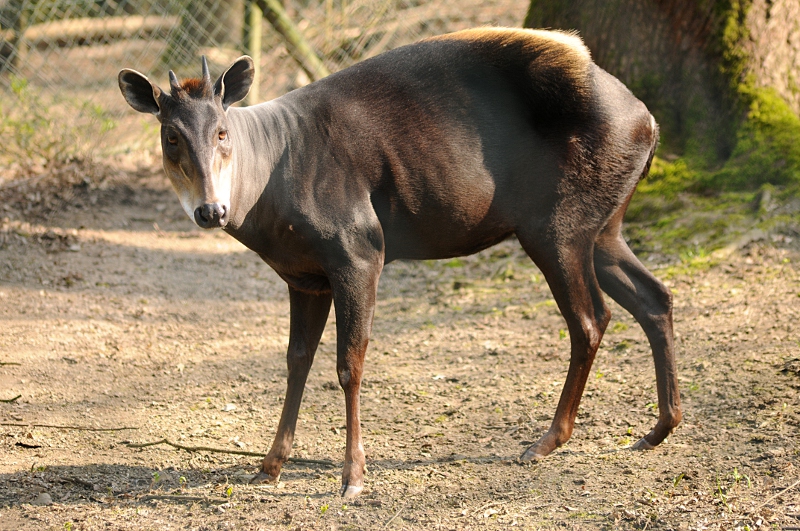 Yellow-backed duiker